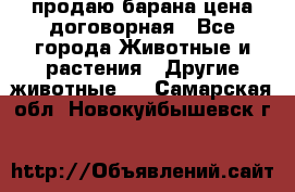 продаю барана цена договорная - Все города Животные и растения » Другие животные   . Самарская обл.,Новокуйбышевск г.